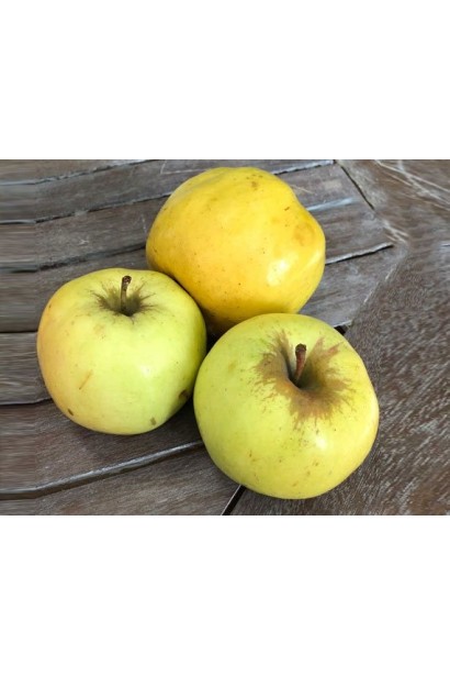 Яблуня домашня ‘Антонівка’ 